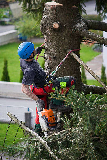 Best Firewood Processing and Delivery  in Grass Valley, CA